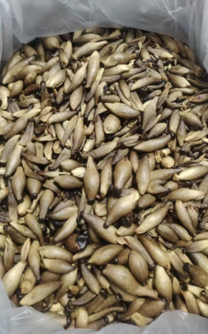 VF Crispy Deer Antler Mushrooms